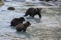 Two grizzlys in the river