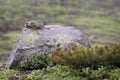 Two ground squirrel sitting on a rock Royalty Free Stock Photo