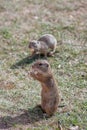 Two ground squirrels are eating cookies