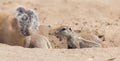 Two Ground Squirrels looking for food in dry Kalahari sand artistic conversion