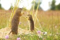 Two Ground Squirrels