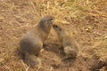 Two Ground Squirrels