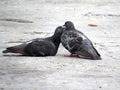 Two grounded Pigeons sharing an intimate moment