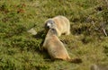 Two Groundhogs playing with each other on green Grass