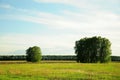 Two groups of lonely birches stand in a field not far from each other Royalty Free Stock Photo