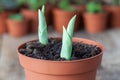 Two growing spring tulips in a flowerpot close up. Several flower pots with plants in the background.