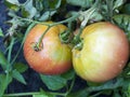 Two growing wet tomatoes Royalty Free Stock Photo