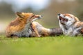 Two Growling European red foxes Royalty Free Stock Photo