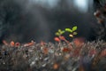 Protruding branches of a clipped shrub with green and red leaves in autumn. bokeh and blurred background