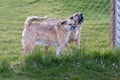 Two guard dogs behind a fence, defensive and angry