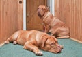 Two guard dogs in front of the door Royalty Free Stock Photo