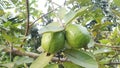 two guavas that are still ripe Royalty Free Stock Photo