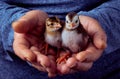 Two Guinea fowl chicks in the anonymous woman hands Royalty Free Stock Photo