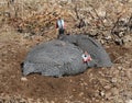 Two Guinea Fowl Dust Bath