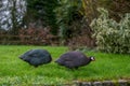 Two Guinea Fowl in English garden Royalty Free Stock Photo