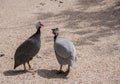 Two guinea fowl male and female in the field