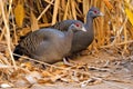two guinea fowls foraging among the dry leaves