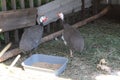 Two guinea fowls in the yard on a home farm outdoors in summer Royalty Free Stock Photo