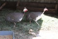 Two guinea fowls in the yard on a home farm outdoors in summer Royalty Free Stock Photo