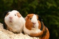 Two guinea pigs