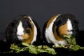 Two Guinea Pigs Royalty Free Stock Photo