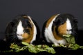 Two Guinea Pigs