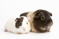 Two Guinea Pigs Against White Background Royalty Free Stock Photo