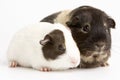 Two Guinea Pigs Against White Background Royalty Free Stock Photo