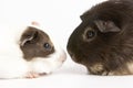 Two Guinea Pigs Against White Background Royalty Free Stock Photo