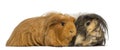 Two Guinea Pigs - Cavia porcellus, lying,