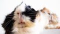 Two guinea pigs - close up of the white snouts