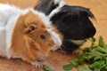 Two guinea pigs eating green leaves beautiful portrait close up Royalty Free Stock Photo