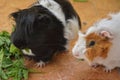 Two guinea pigs eating green leaves beautiful portrait close up Royalty Free Stock Photo