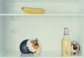 Two guinea pigs in a fridge with banana and a bottle of juice. Close-up. Isolated Royalty Free Stock Photo