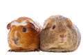Two guinea pigs isolated Royalty Free Stock Photo