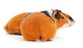 Two guinea pigs isolated Royalty Free Stock Photo