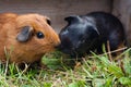 Two guinea pigs Royalty Free Stock Photo