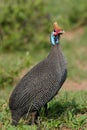 Two guineafowl Royalty Free Stock Photo