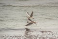 Two Gull Birds Catching Fish Over the Beach