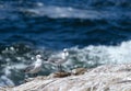 Two gulls, couple of birds stand on rock against background of blue ocean, sea breeze. Hartlauba gull, Chroicocephalus Royalty Free Stock Photo
