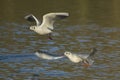 Two Gulls in flight over water Royalty Free Stock Photo