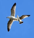 Two gulls in flight Royalty Free Stock Photo