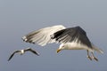 Two gulls in flight Royalty Free Stock Photo