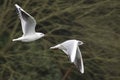 Two Gulls in flight Royalty Free Stock Photo