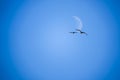 Two gulls fly in front of crescent / half moon