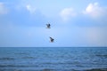 Two Gulls Flying in a Blue Sky Royalty Free Stock Photo