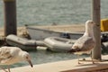 Two gulls - Front view - Algarve - Portugal