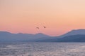 Two gulls over the sea at sunset Royalty Free Stock Photo