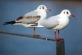 Two gulls perched