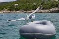 Two gulls in the sea, one is on a rubber boat Royalty Free Stock Photo